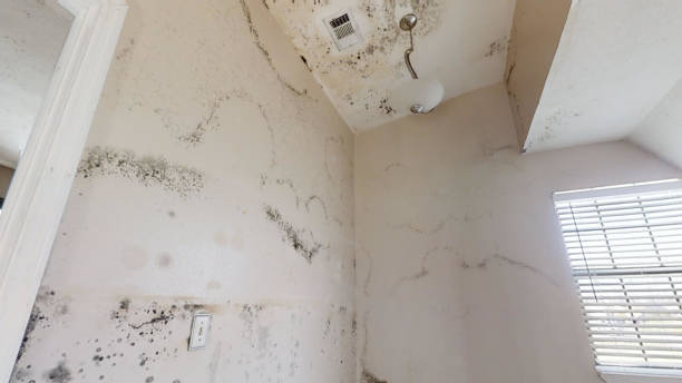 Best Industrial Mold Remediation  in Wamac, IN