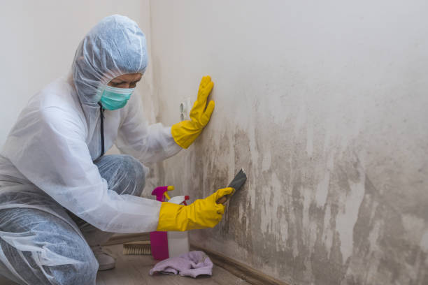 Best Mold Removal for HVAC Installations  in Wamac, IN