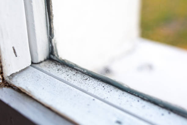 Best Mold Damage Restoration  in Wamac, IN